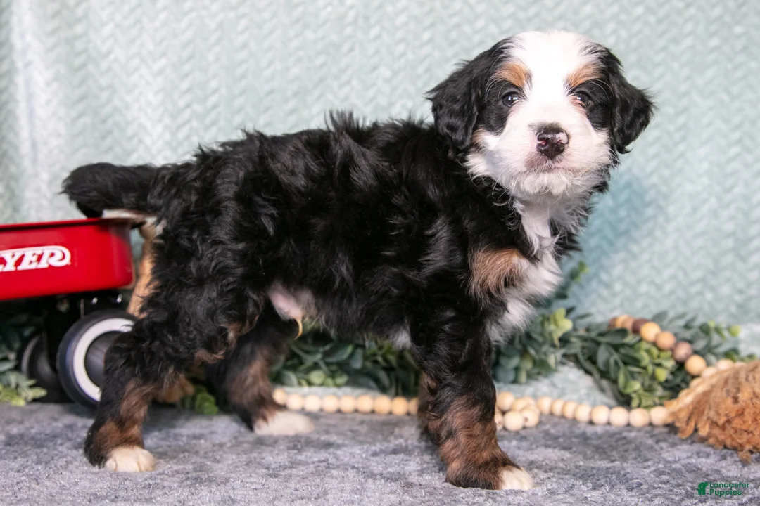 Mini Bernedoodle dogs for sale: Santos - Ad 3