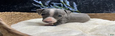Italian Greyhound 3
