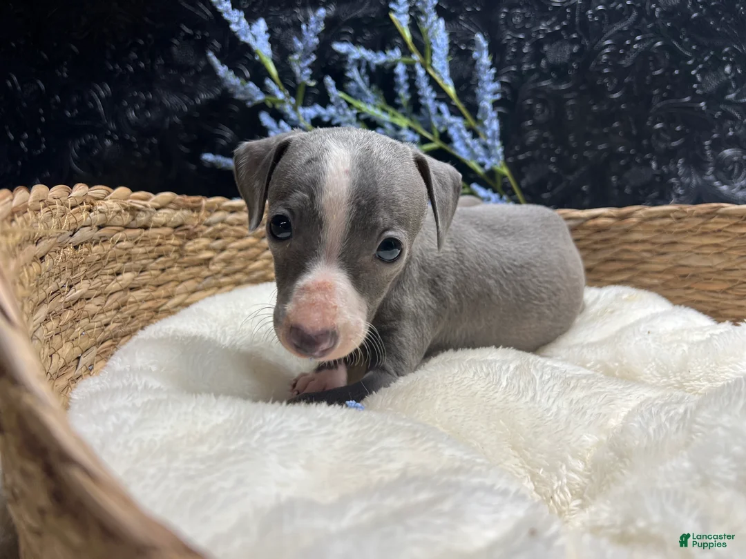 Italian Greyhound dogs for sale: Italian Greyhound 3 - Ad 1