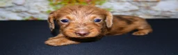 Miniature Dachshund dogs for sale: Zelda - Ad 15