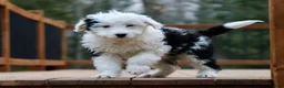 Mini Bernedoodle dogs for sale: Lacy - Ad 4