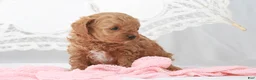 Toy Poodle dogs for sale: Macy - Ad 7