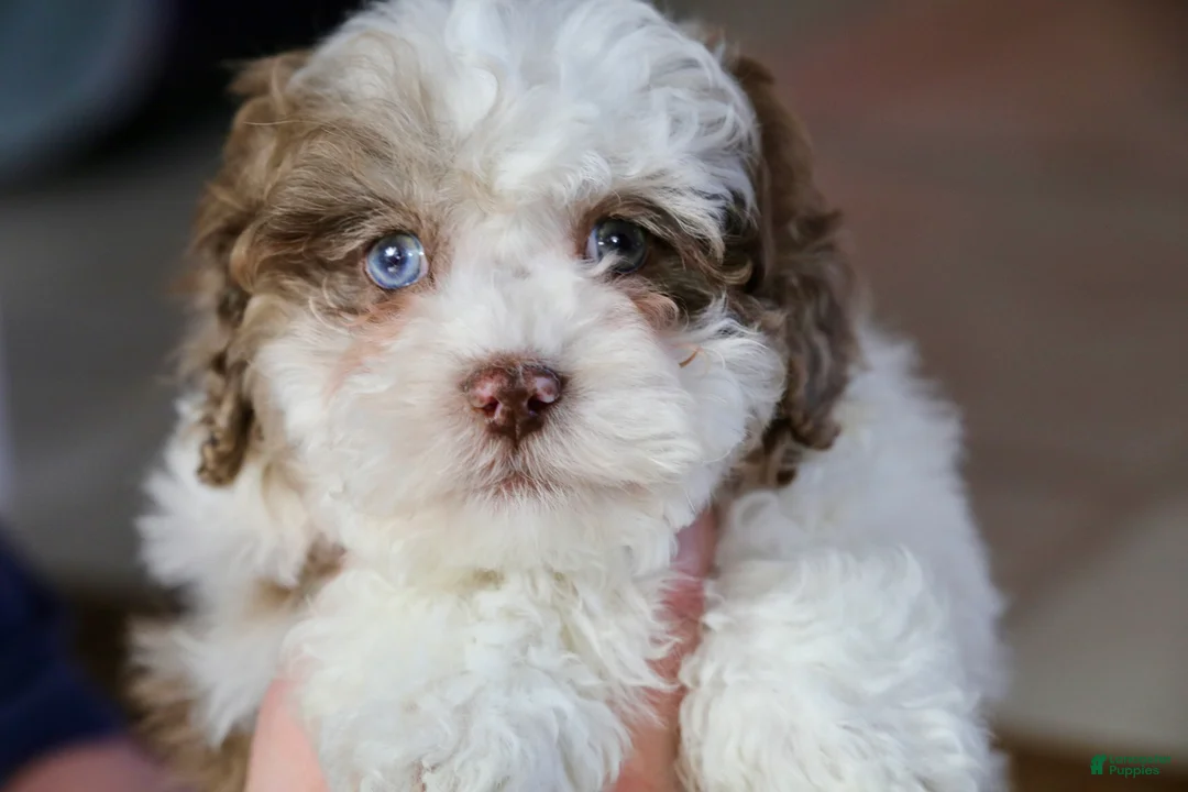 Shihpoo dogs for sale: Radlee - Ad 14