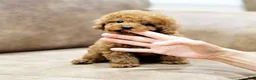 Toy Poodle dogs for sale: Lina - Ad 2