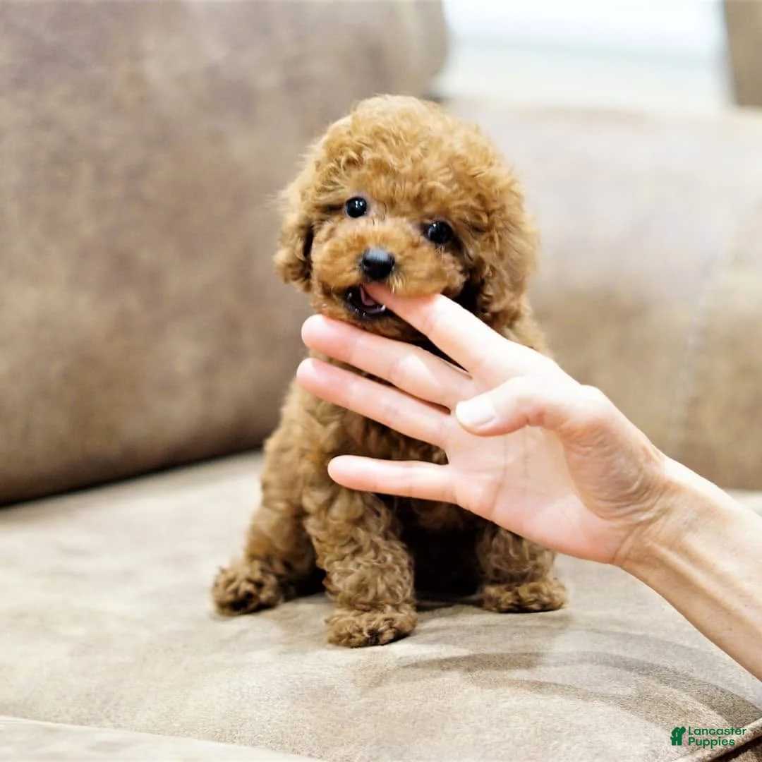 Toy Poodle dogs for sale: Lina - Ad 2
