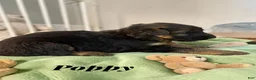 German Shepherd dogs for sale: Poppy - Ad 1