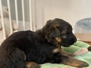 German Shepherd dogs Poppy - Ad 29