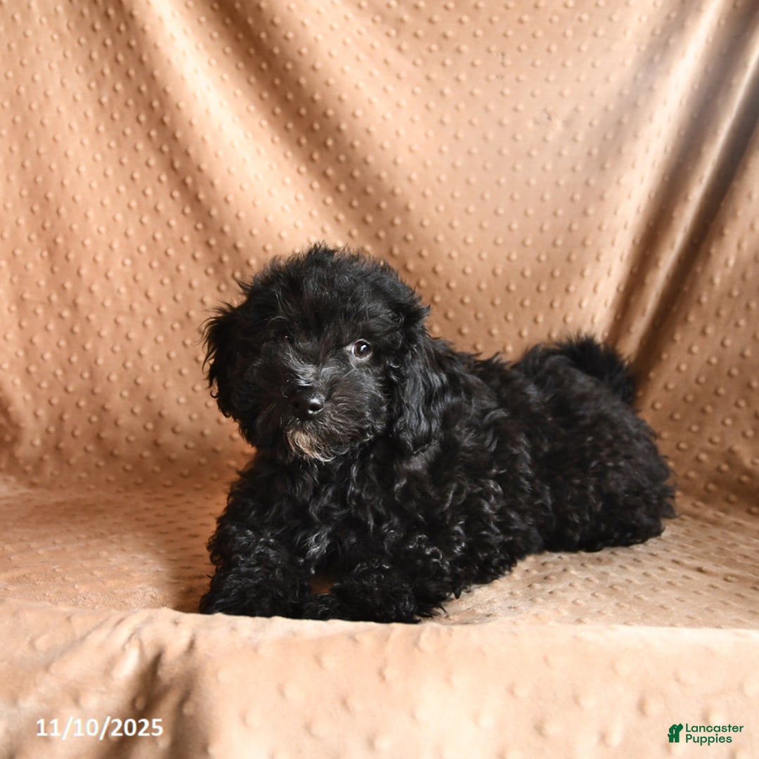Mini Aussiedoodle dogs for sale: Chip - Ad 2