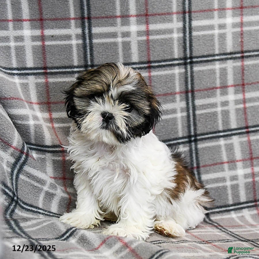 Shihpoo dogs Midge  - Ad 10