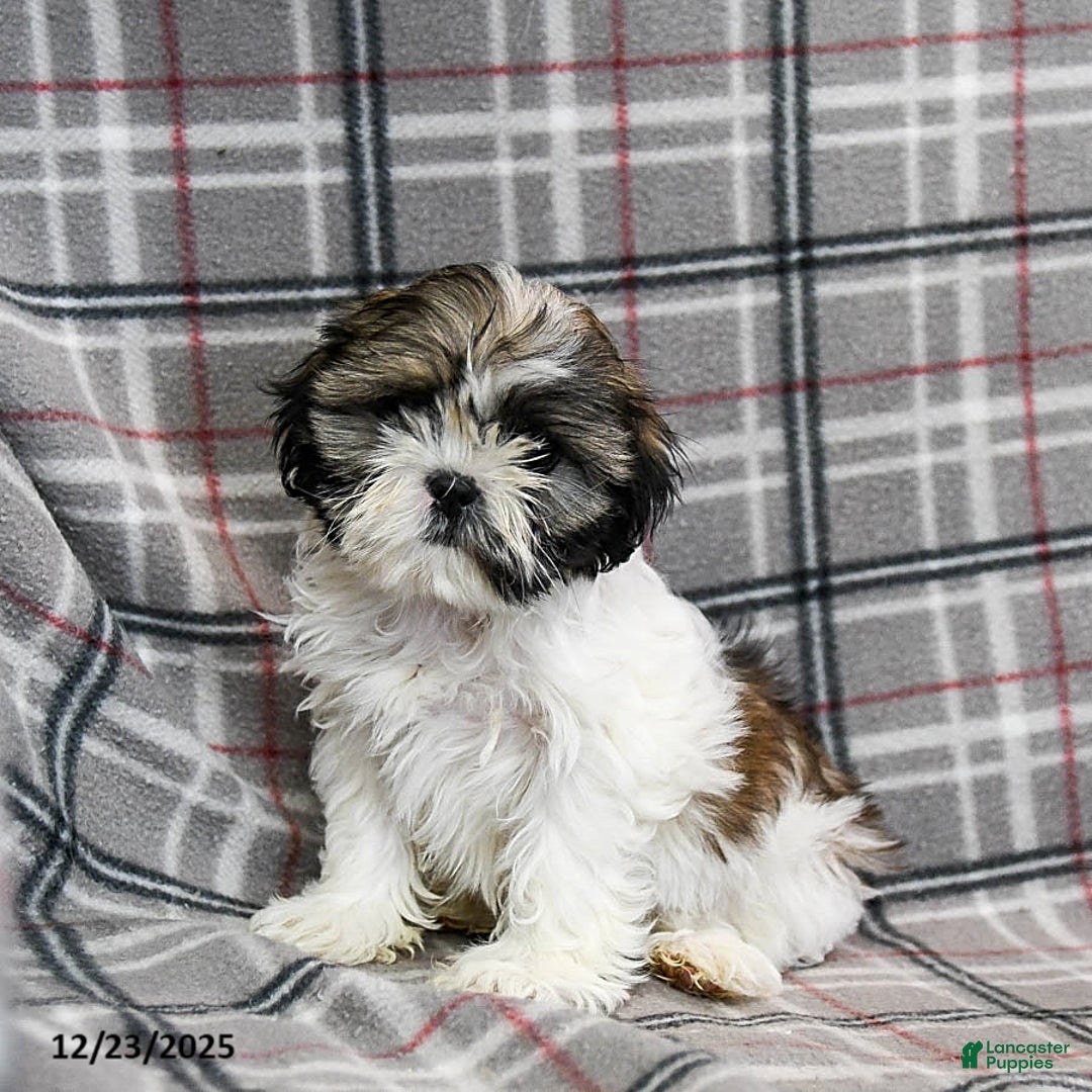 Shihpoo dogs for sale: Midge  - Ad 6