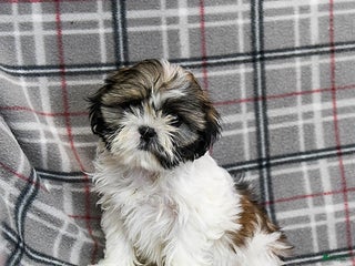 Shihpoo dogs Midge - Ad 10