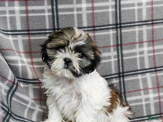 Shihpoo dogs Midge - Ad 2