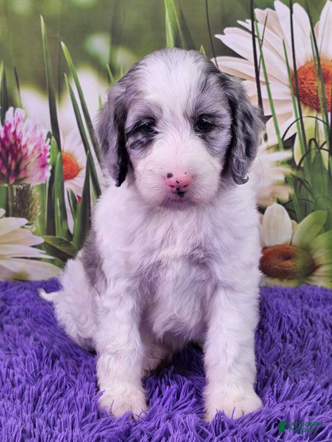Mini Sheepadoodle dogs Cupcake - Ad 11