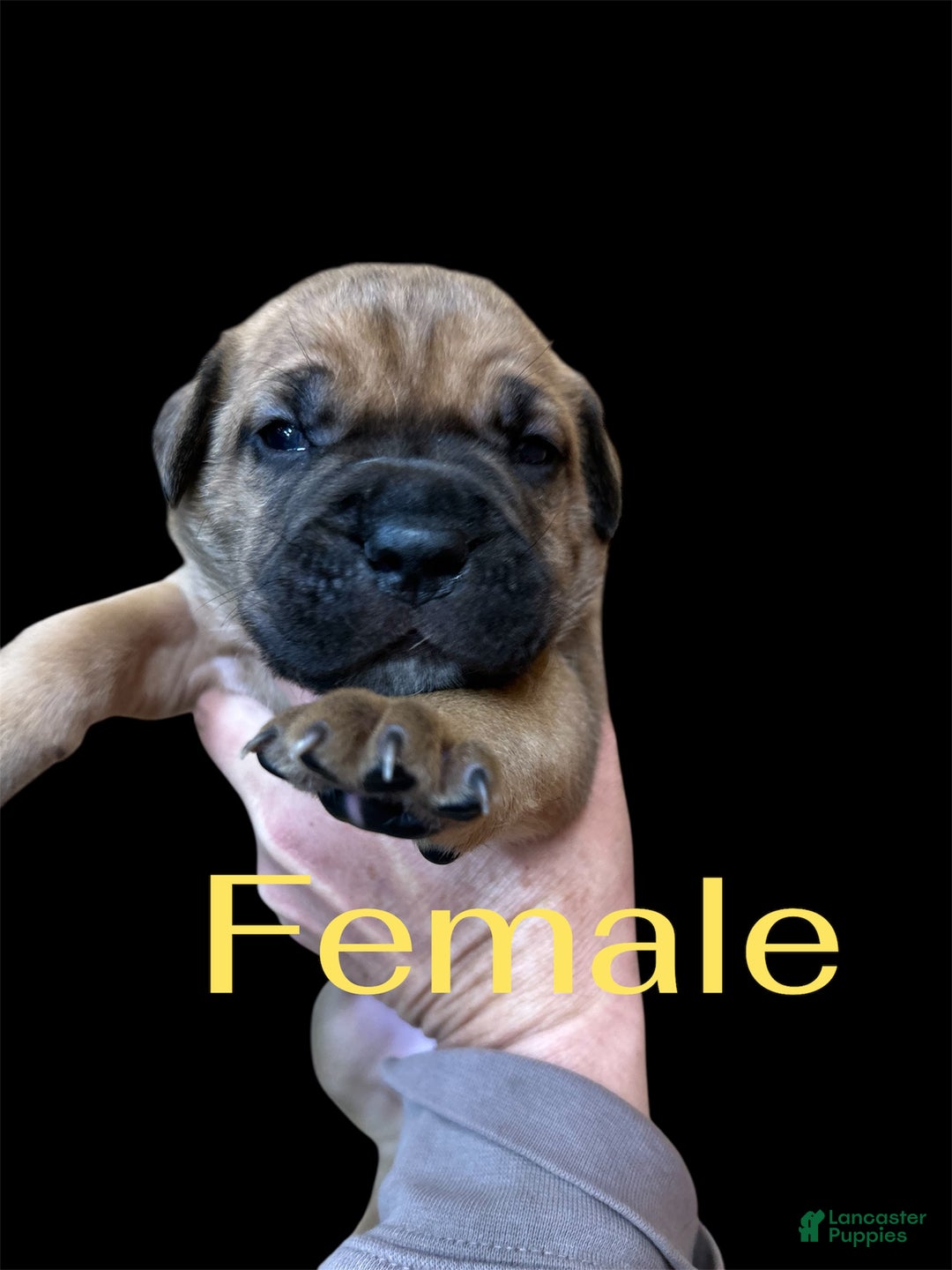 Cane Corso dogs for sale: Cane Corso Puppy 10 - Ad 1