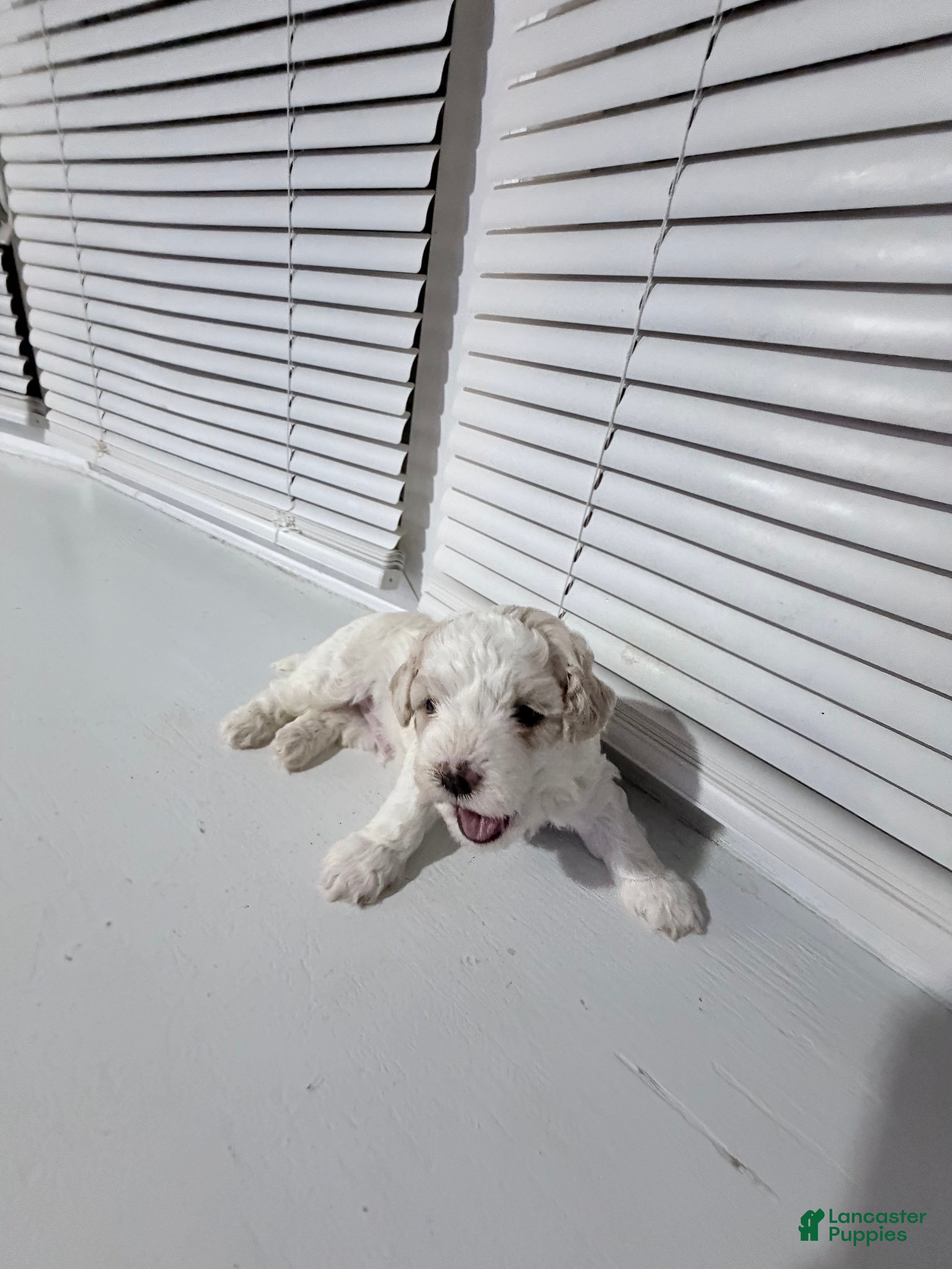 Toy Poodle dogs Arrocito/rice - Ad 1