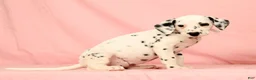 Dalmatian dogs for sale: Brittney - Ad 3