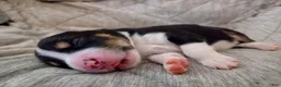 Miniature Australian Shepherd dogs for sale: Miniature Australian Shepherd 4 - Ad 13