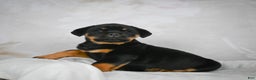 Rottweiler dogs for sale: Beretta - Ad 5