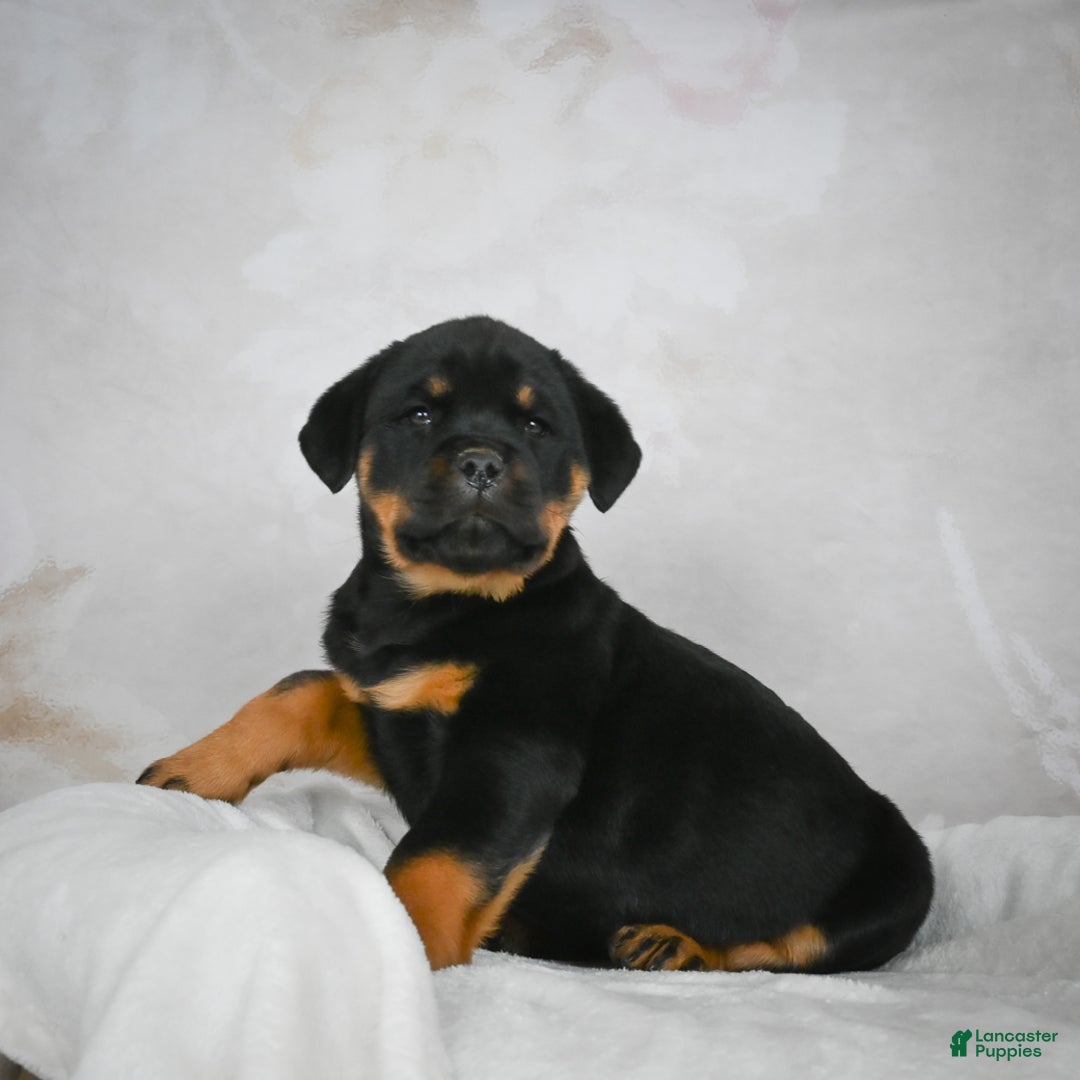 Rottweiler dogs for sale: Beretta - Ad 5