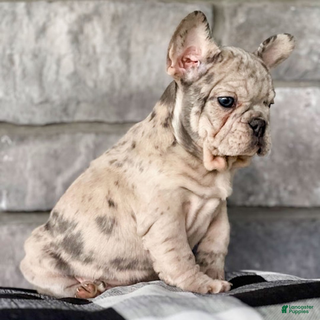 French Bulldog dogs for sale: Noelle - Ad 11