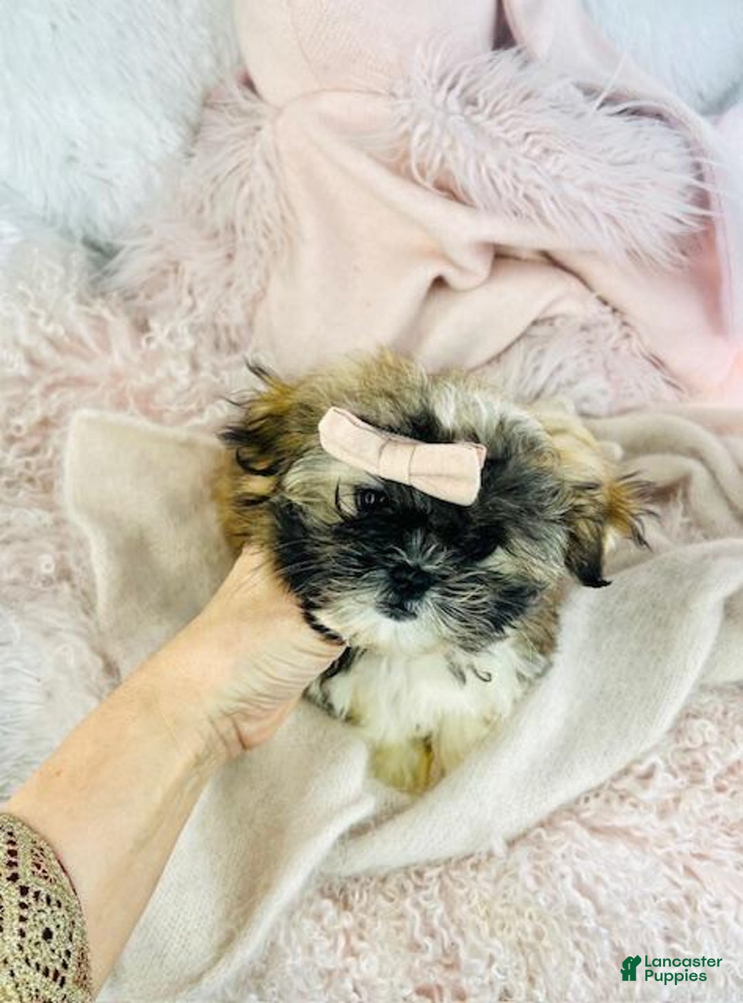 Shih Tzu dogs for sale: Shih Tzu Puppy 1 - Ad 2