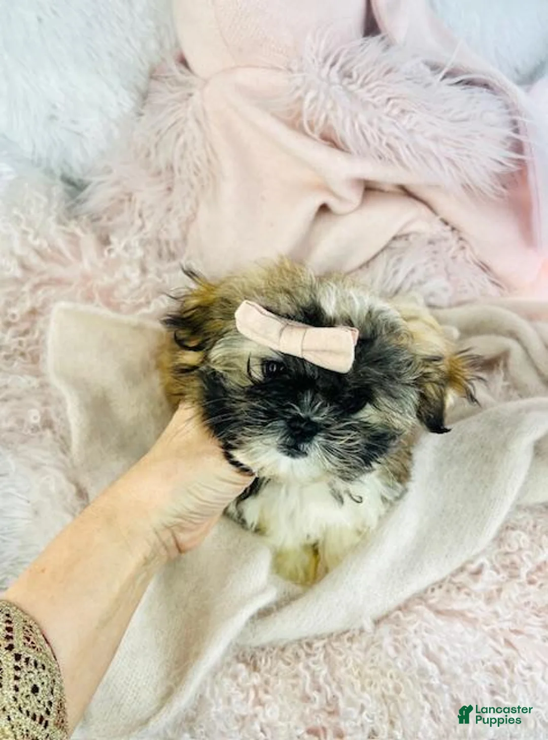 Shih Tzu dogs for sale: Shih Tzu Puppy 1 - Ad 2