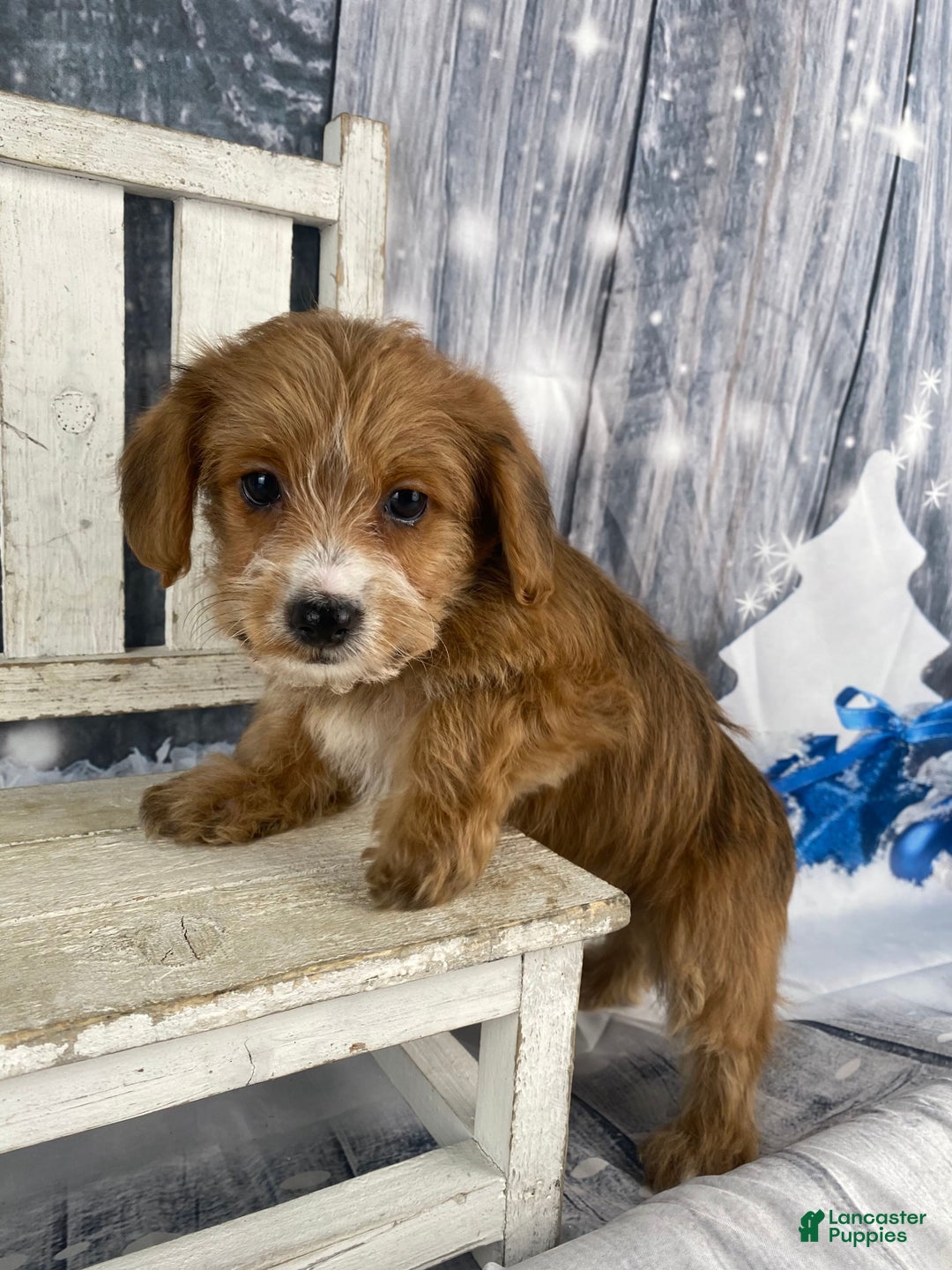 Yorkiepoo dogs for sale: Maisy - Ad 3