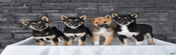 Shiba Inu dogs for sale: Victor - Ad 6