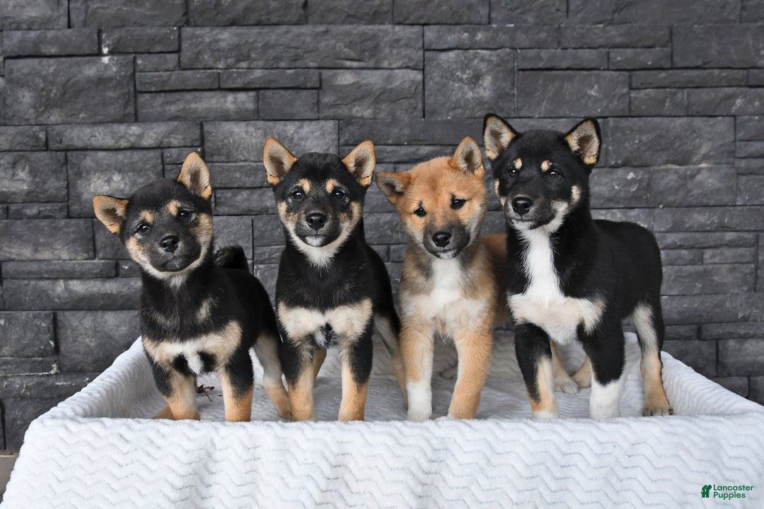 Shiba Inu dogs for sale: Victor - Ad 6