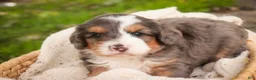 Bernedoodle dogs for sale: Willow Miniature Bernedoodle  - Ad 7