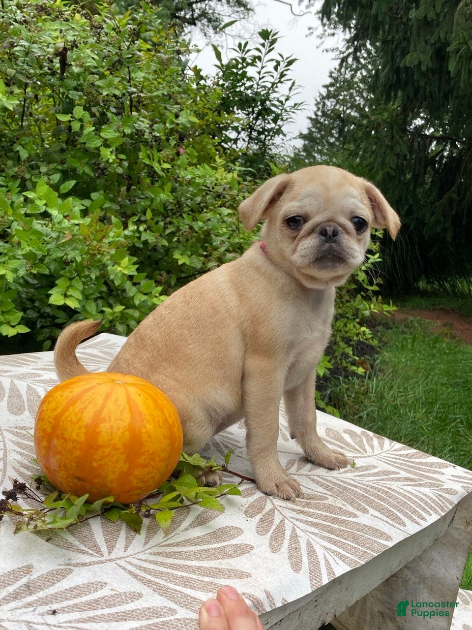 Pug dogs Pearl - Ad 1