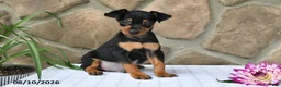 Miniature Pinscher dogs for sale: Brady - Ad 5