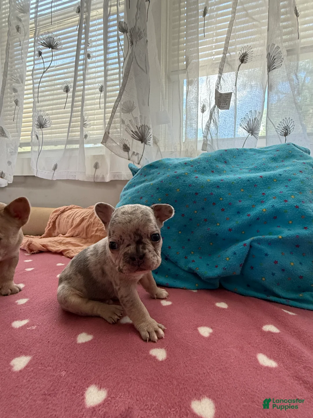 French Bulldog dogs for sale: French Bulldog 6 - Ad 2