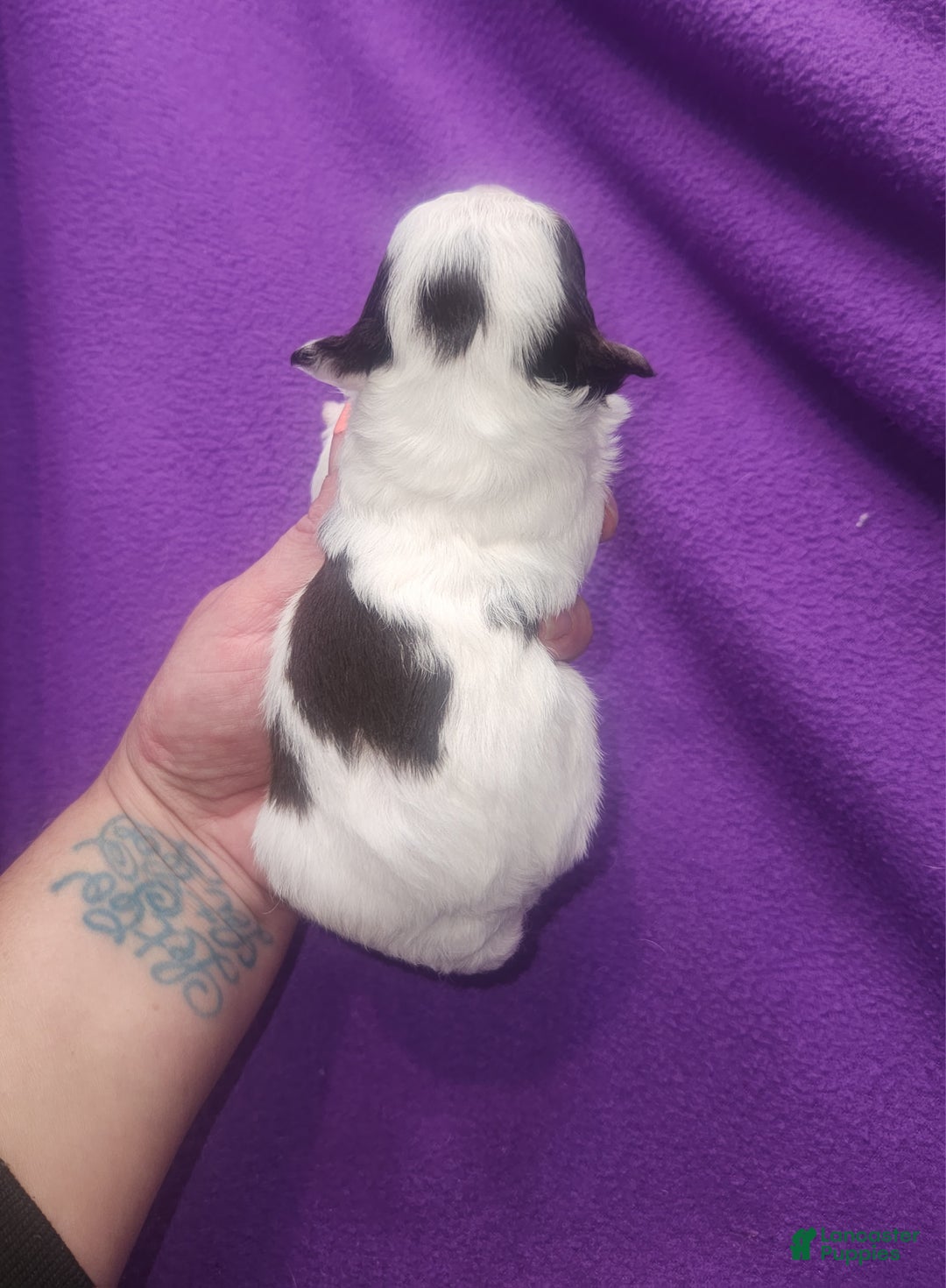 Chihuahua dogs for sale: Macadamia - Ad 6