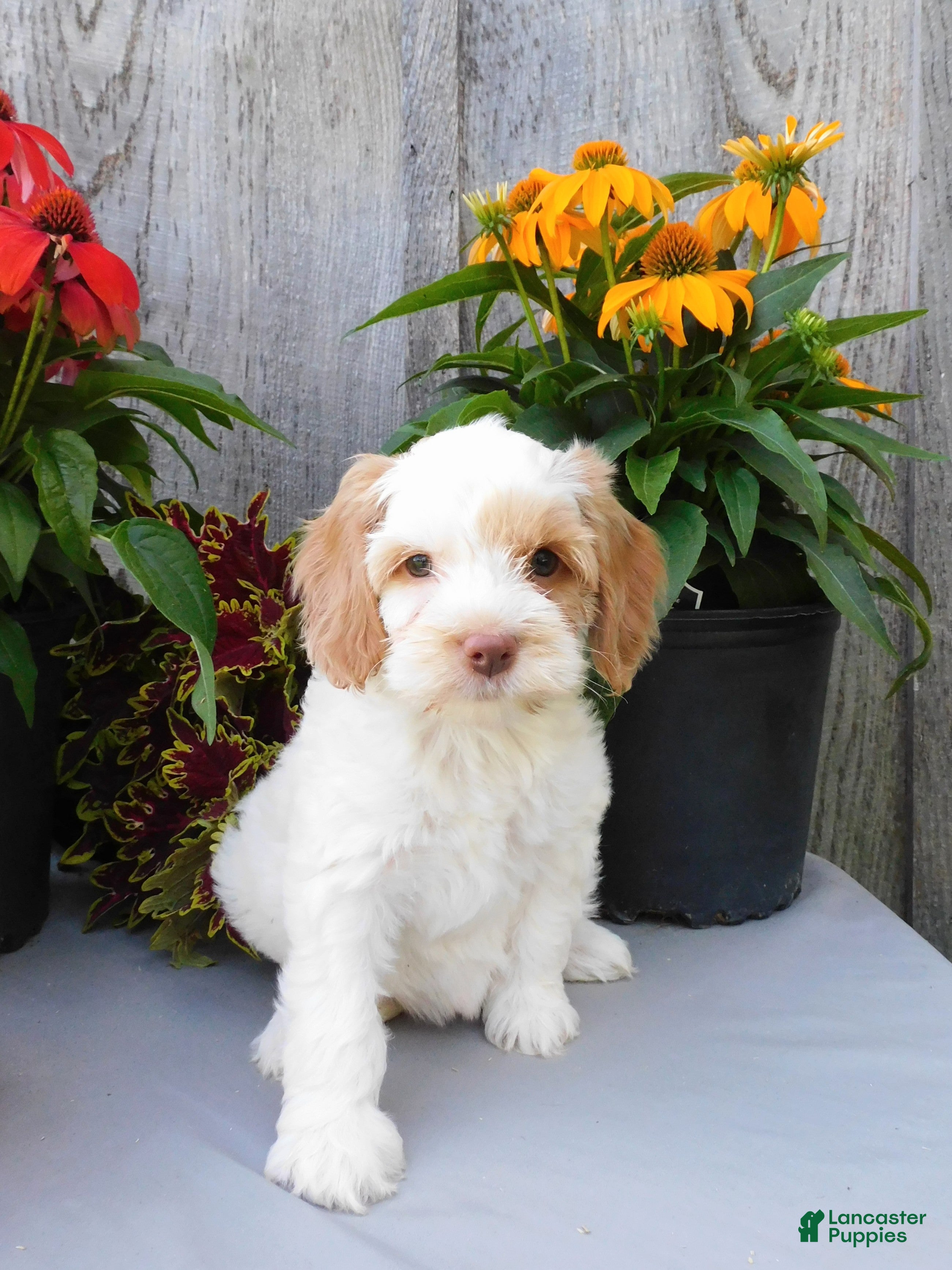 Cockapoo dogs Jade - Ad 1