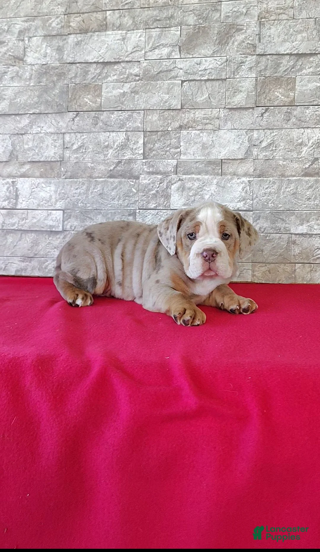 Beabull dogs for sale: Brady - Ad 1