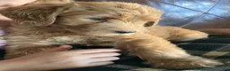 Labradoodle dogs for sale: Fern - Ad 12