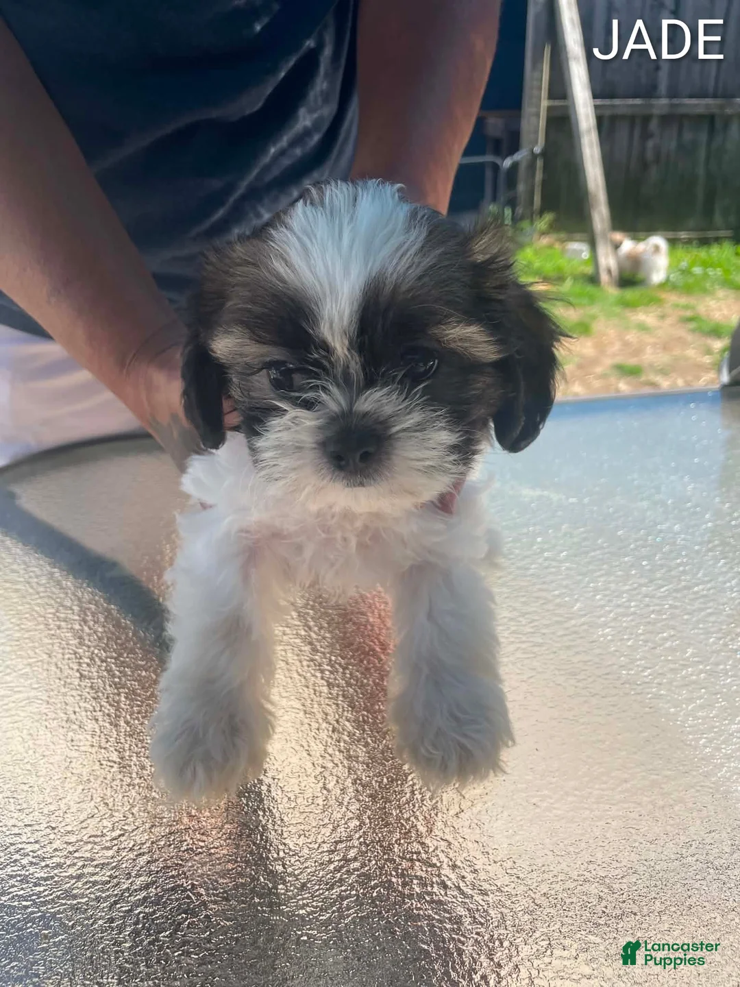 Shih Tzu dogs for sale: Shih Tzu 4 - Ad 1