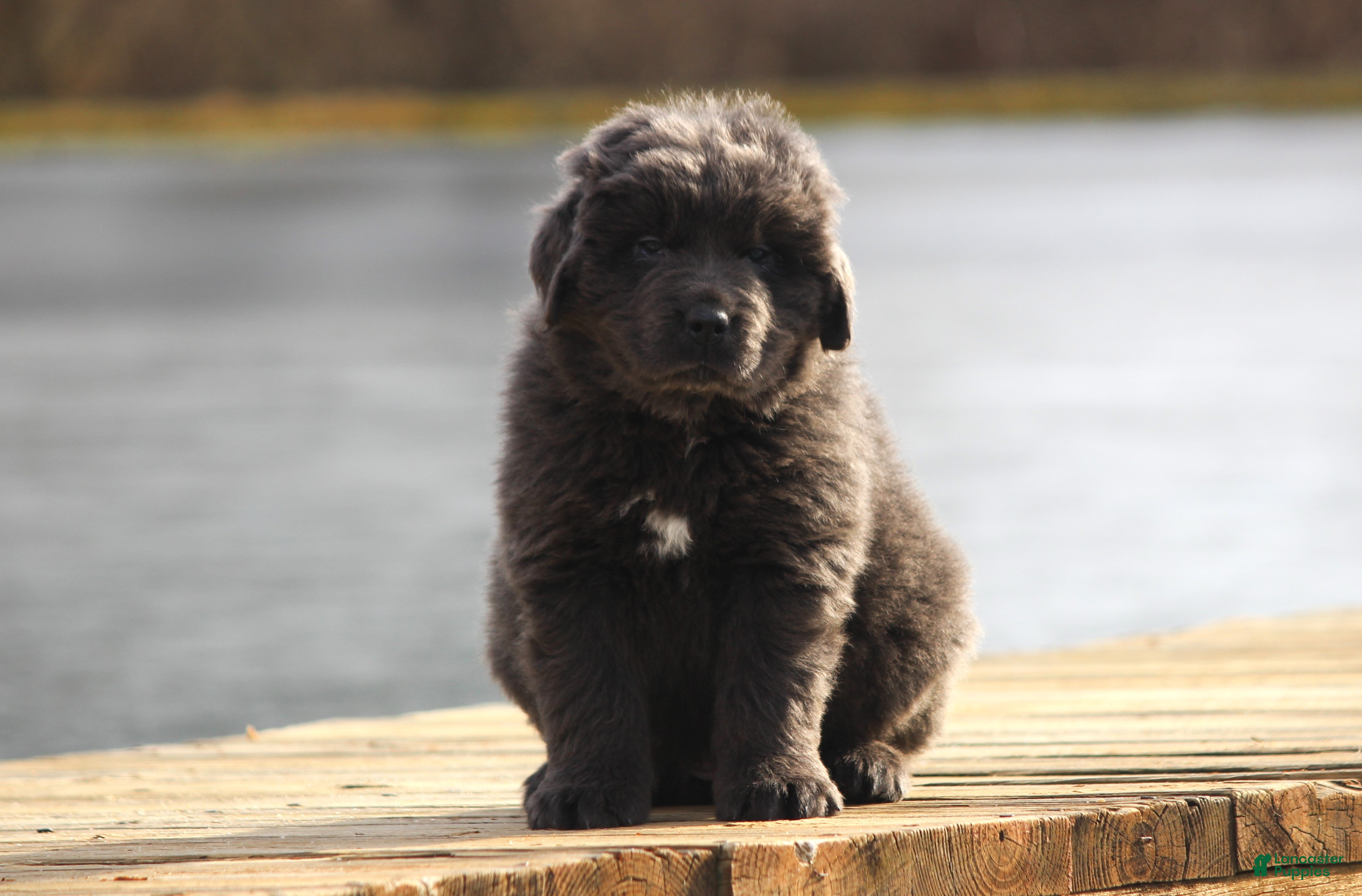 Newfoundland dogs Tess - Ad 41