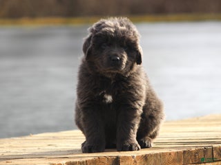 Newfoundland dogs Tess - Ad 41