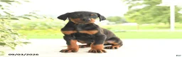 Doberman Pinscher dogs for sale: Astro - Ad 3