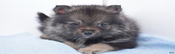 Pomsky dogs for sale: Lobo - Ad 5