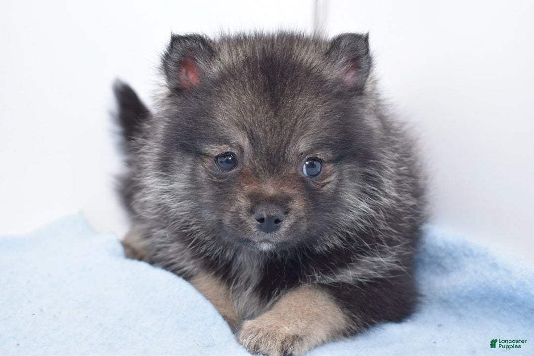 Pomsky dogs for sale: Lobo - Ad 5