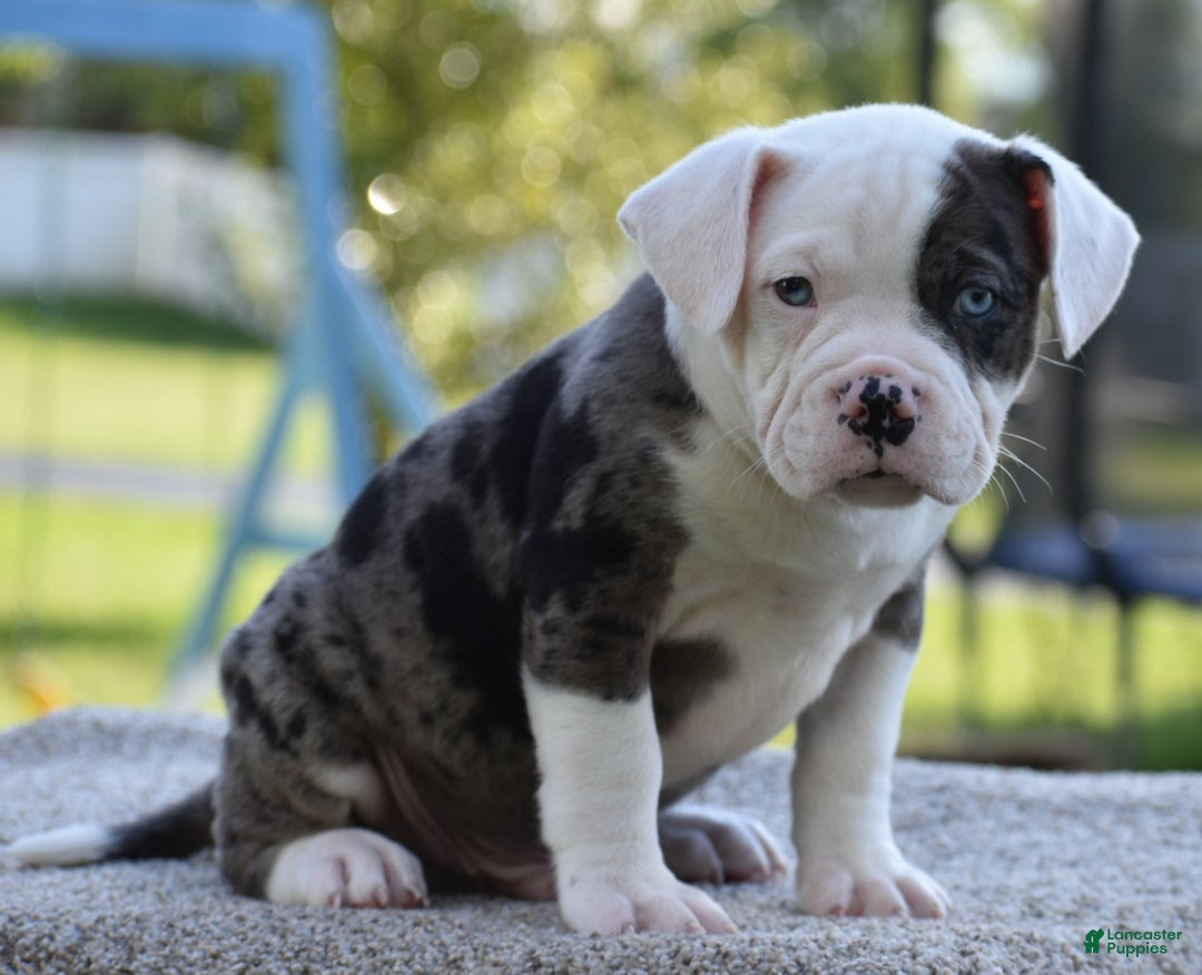 Mixed Breed dogs for sale: Prettia bully bulldog hybrid  - Ad 28