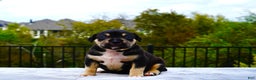 American Bully dogs for sale: American Bully XL Black Tri Female - Ad 2