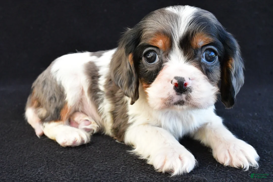 Mixed Breed dogs for sale: Asher - Ad 1