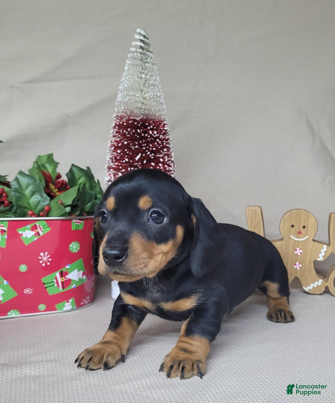 Miniature Dachshund dogs for sale: AKC Thor - Ad 2