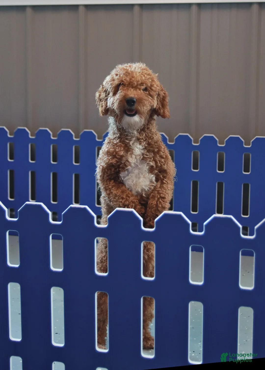 Bichpoo dogs for sale: Jenni - Ad 6