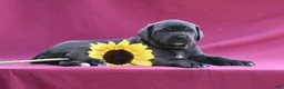 Cane Corso dogs for sale: Vesper - Ad 1