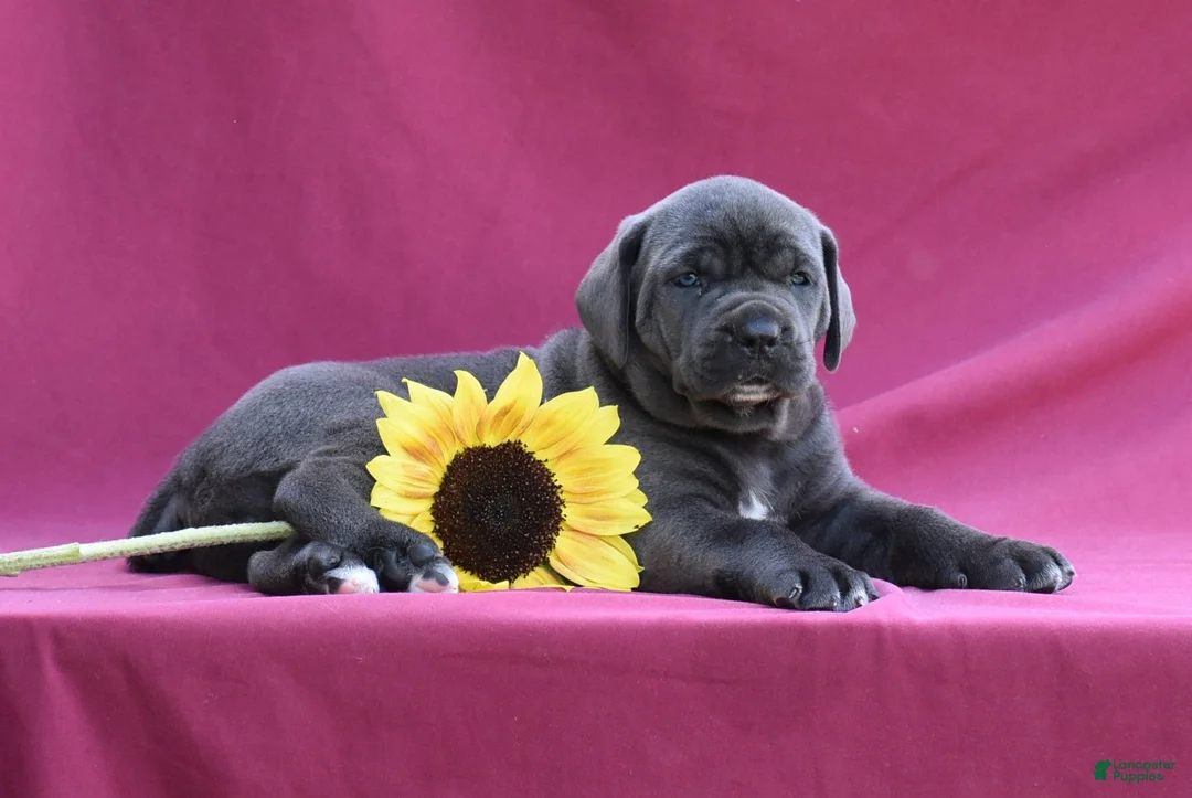 Cane Corso dogs for sale: Vesper - Ad 1